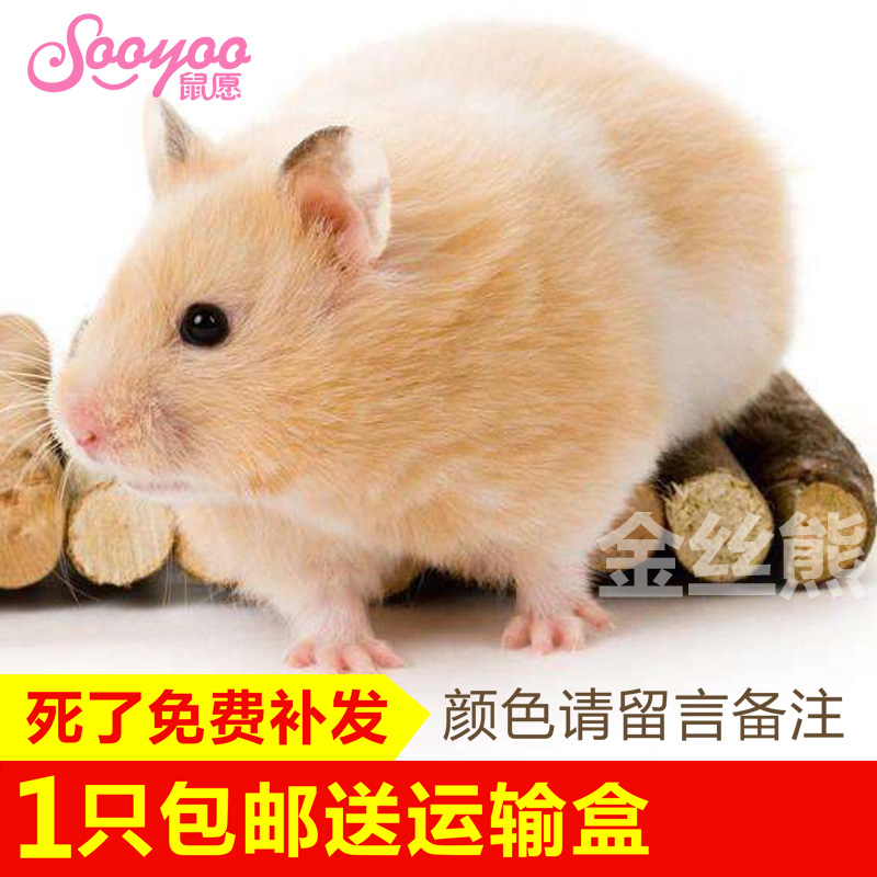 【鼠愿】金丝熊活物巨型仓鼠宠物虎纹米熊 眼圈奶牛原始黑熊活体|msdalam kategori haiwan peliharaan/makanan haiwan dan bekalan, hamsters kelas haiwan peliharaan dan lain-lain kecil, Hamsters - dari Buy2taobao.com untuk memberikan perkhidmatan ejen Taobao profesional membeli