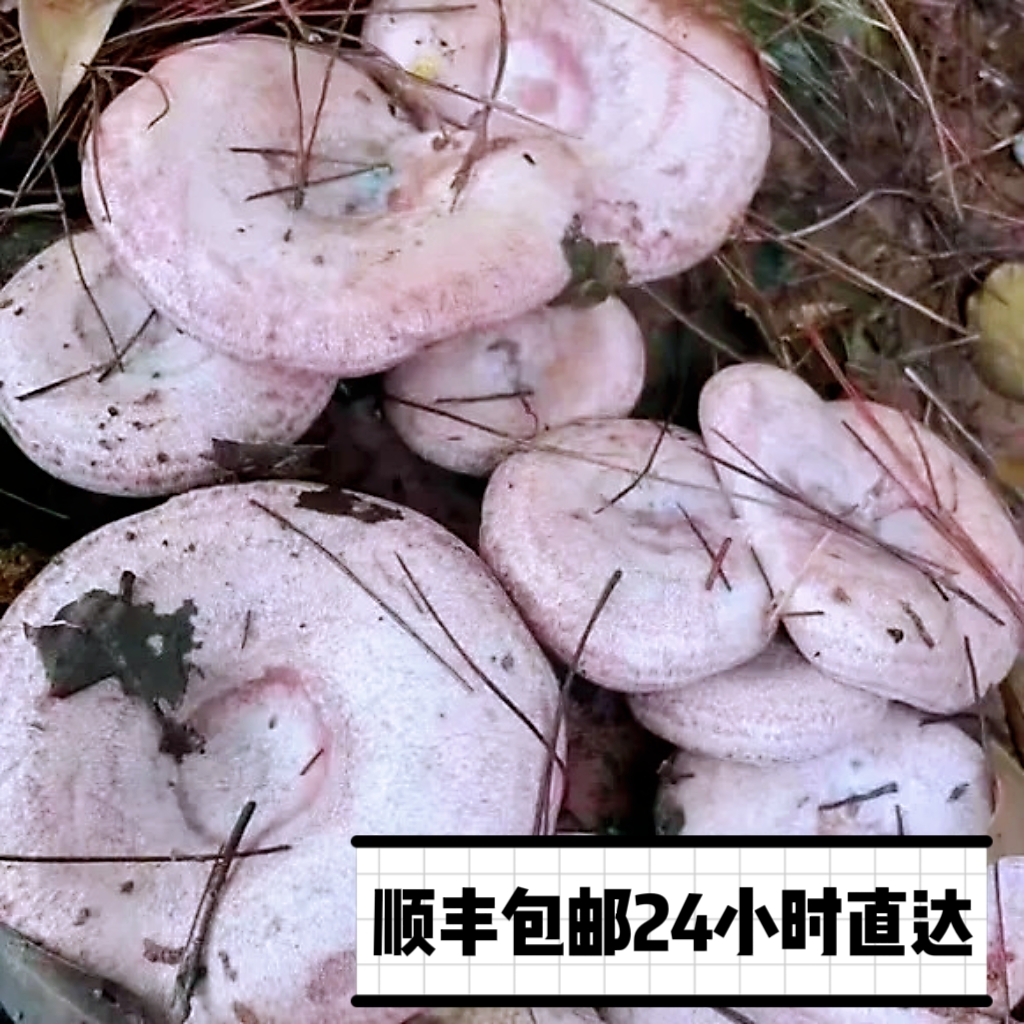 顺丰野生新鲜乌枞菌枞树菌菇三九菇寒菌松乳菇松树菇纯天然鲜菇