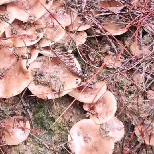 野生松毛菌白棕口蘑石子菌新鲜松蘑当天采摘赣州直发券后114元