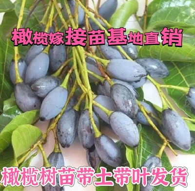 广西发货黑橄榄苗果树苗乌榄黑橄榄嫁接苗黄橄榄青橄榄苗盆栽地栽