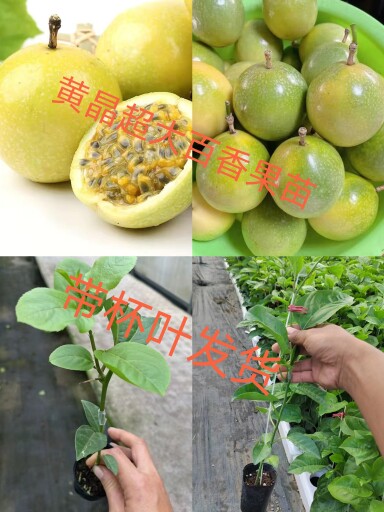 钦密9号黄金百香嫁接果苗台农新品种果树苗 一年四季爬藤庭院种植