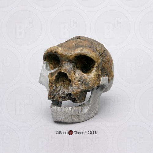 BoneClones定制科教模型