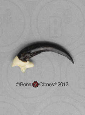 VM非常博物馆boneclones美国定制骨骼乌鸦爪动物科教模型摆件现货