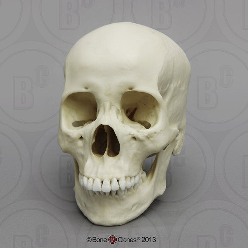 BoneClones定制科教模型