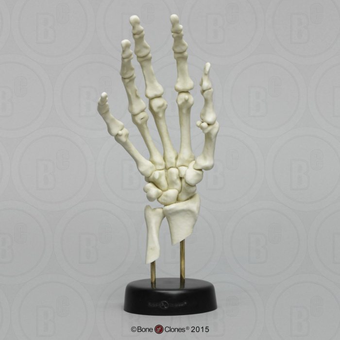 vm非常博物馆boneclones美国定制骨骼手骨骼ct扫描医学院科教模型