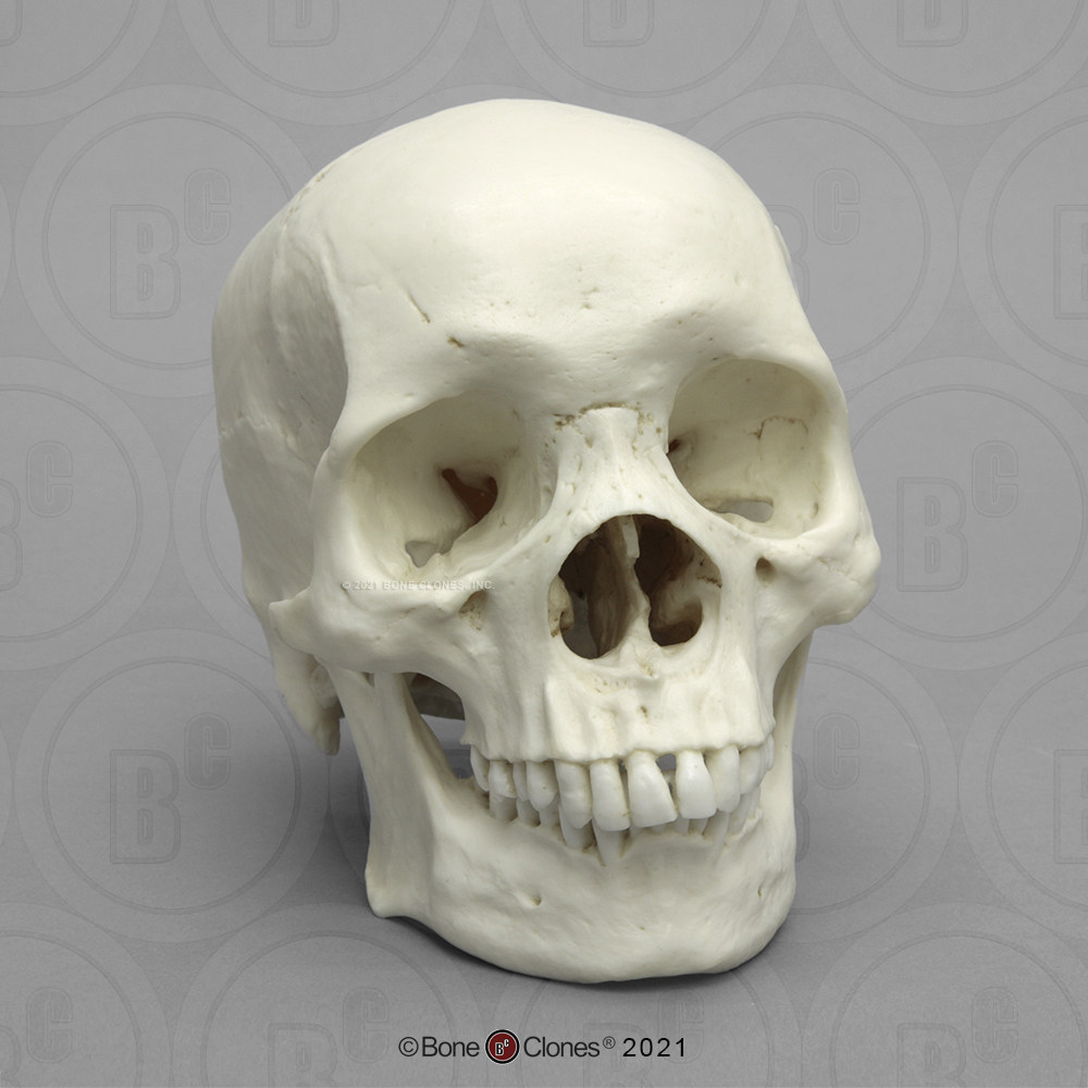 vm非常博物馆boneclones美国定制骨骼非洲男性人类头骨