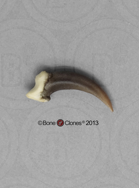 VM非常博物馆boneclones美国定制骨骼灰狐狸爪科教模型现货