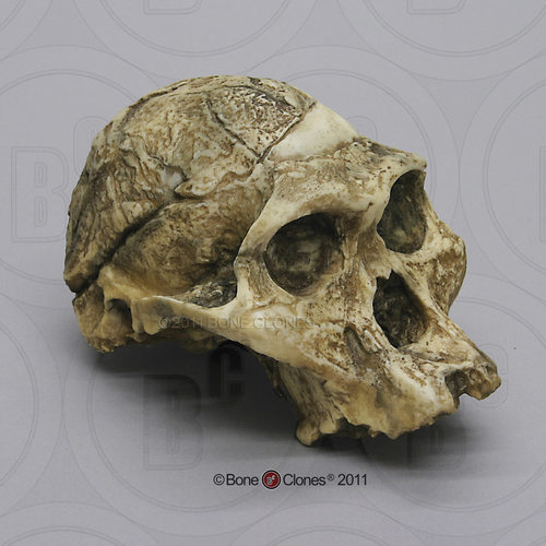 BoneClones定制科教模型