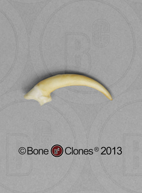 VM非常博物馆boneclones美国定制骨骼美国谷仓猫头鹰爪模型现货