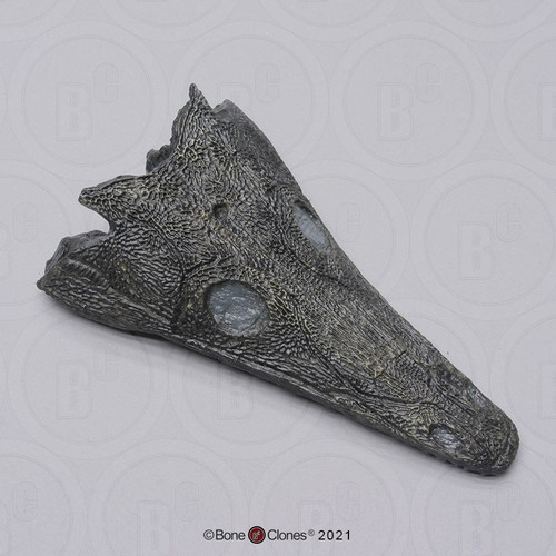 BoneClones定制科教模型
