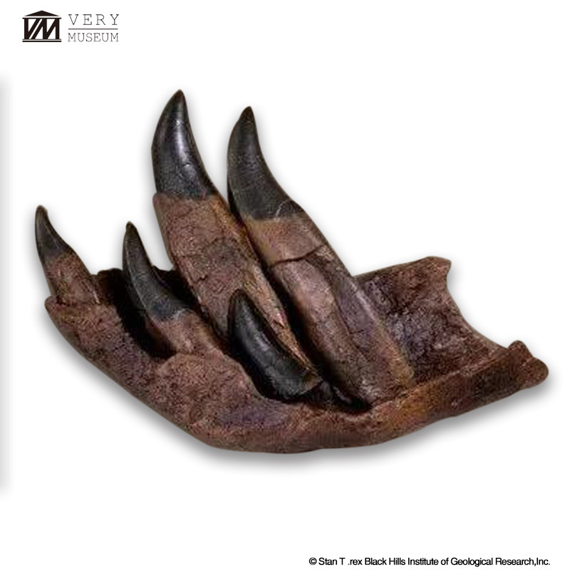 verymuseum非常博物馆 暴龙stuffy的牙齿解构化石复制品
