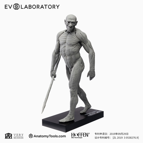 VM非常博物馆EVO肌肉解剖系列尼安德特人科教模型雕塑教学摆件