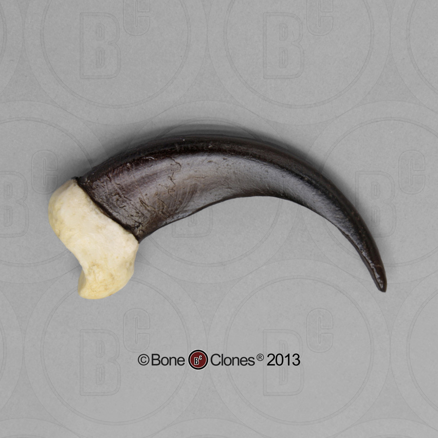 BoneClones科教模型雕像手办