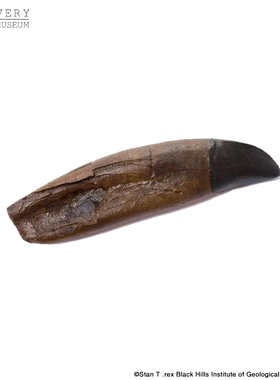 VERYMUSEUM非常博物馆暴龙stan牙齿化石复制品收藏级HOT精品现货