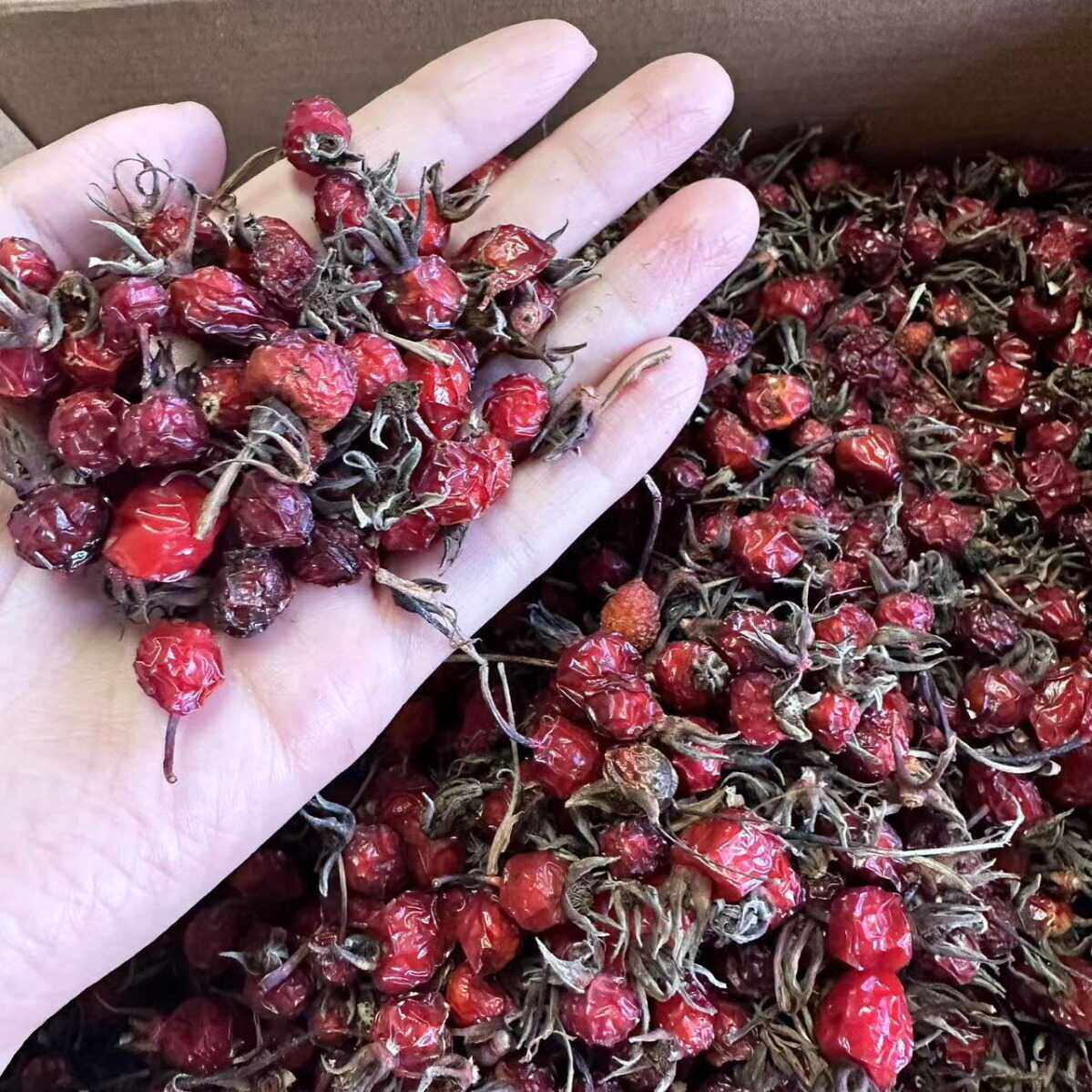 玫瑰果 中药材  野蔷薇 野刺玫果 山刺玫果 蔷薇果 干泡酒泡茶水