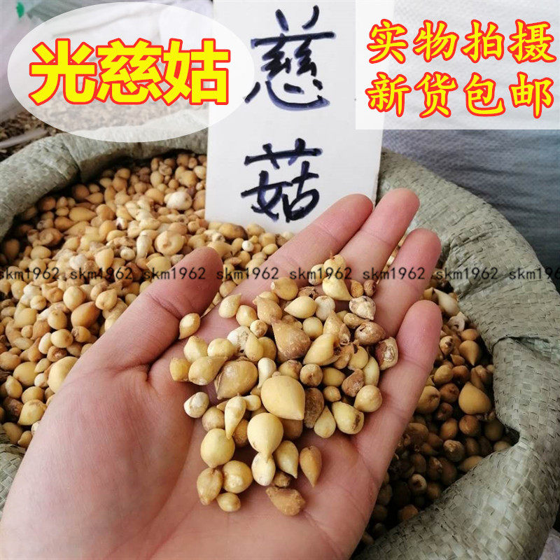 中药材 精选光慈姑 白慈姑 光慈菇 白茨菇 500克包邮 店有山慈菇
