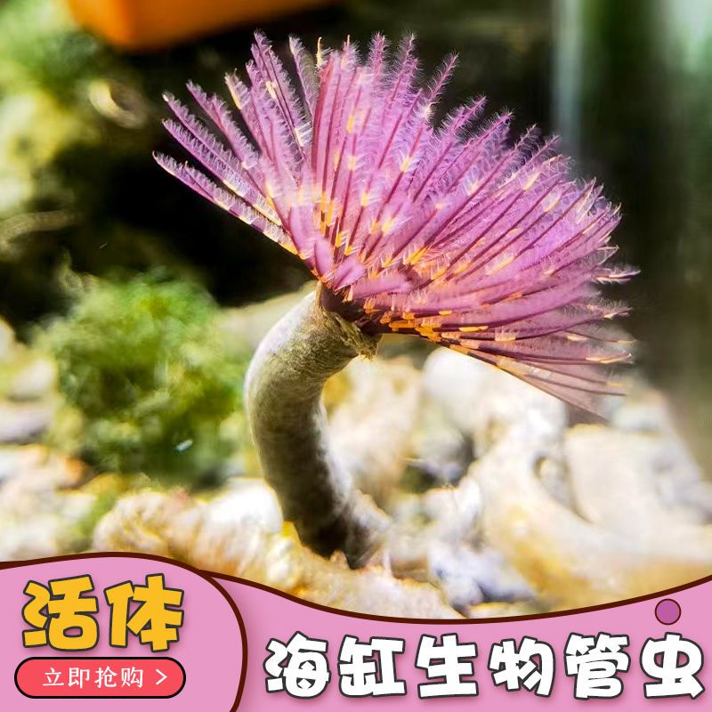 硬管虫珊瑚海水红硬管虫白管虫