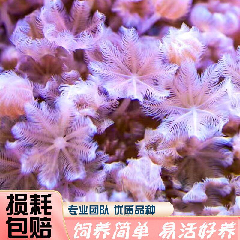 闪千手开合花伞闪千手活体珊瑚白鬼爪澳洲日本斐济白鬼爪海水珊瑚