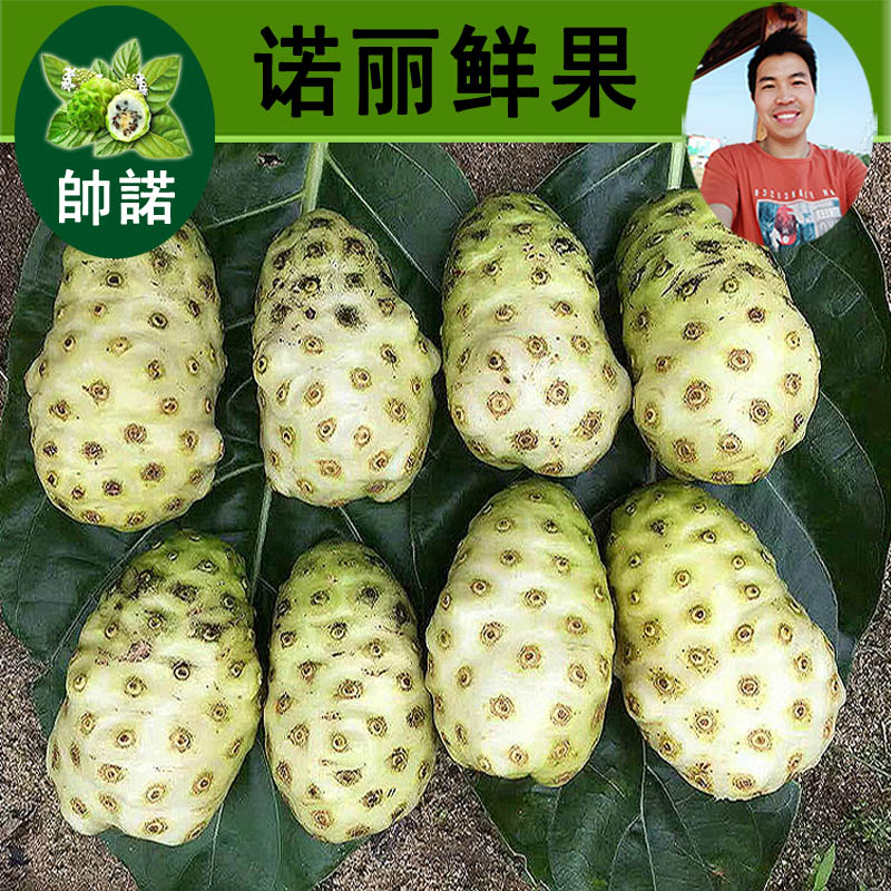 果没熟新鲜诺丽绿色有机海巴戟