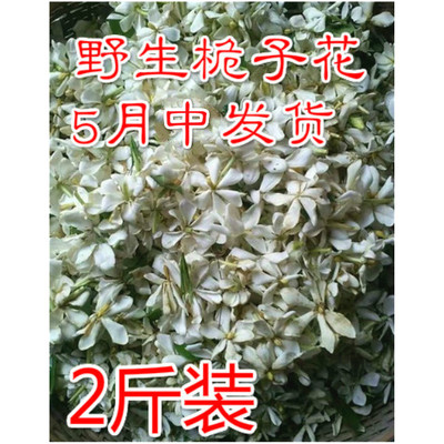 衢州新鲜山枝野生山栀2斤枝子花