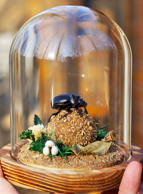 桌面甲虫蜣螂玻璃罩标本摆件