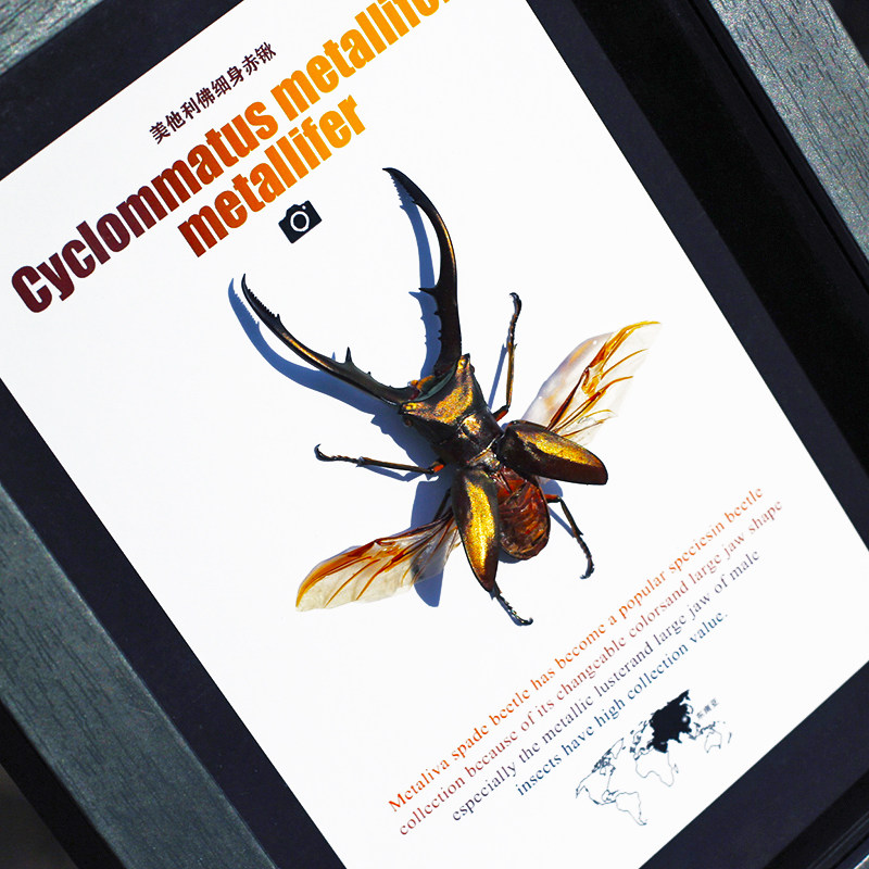 美它利佛真甲虫标本装饰画摆件相框生日礼物儿童科普标本展示挂画,家居饰品,标本类装饰画,淘宝优惠券,粉丝福利购,淘宝优惠卷