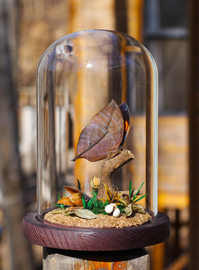 枯叶蝶标本玻璃罩微景观摆件