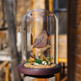 枯叶蝶标本玻璃罩装饰干花蝴蝶真昆虫微景观桌面家居摆件儿童礼物