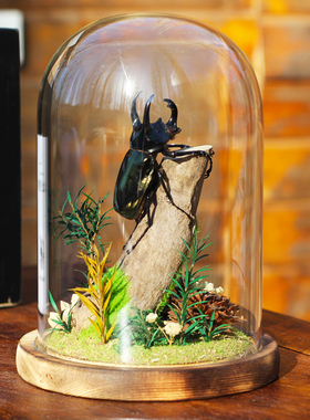 南洋大兜虫真昆虫标本玻璃罩摆件