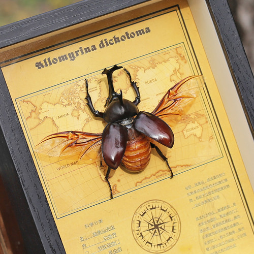 甲虫独角仙标本相框展示挂画犀金龟昆虫装饰画收藏品摆件高档礼物