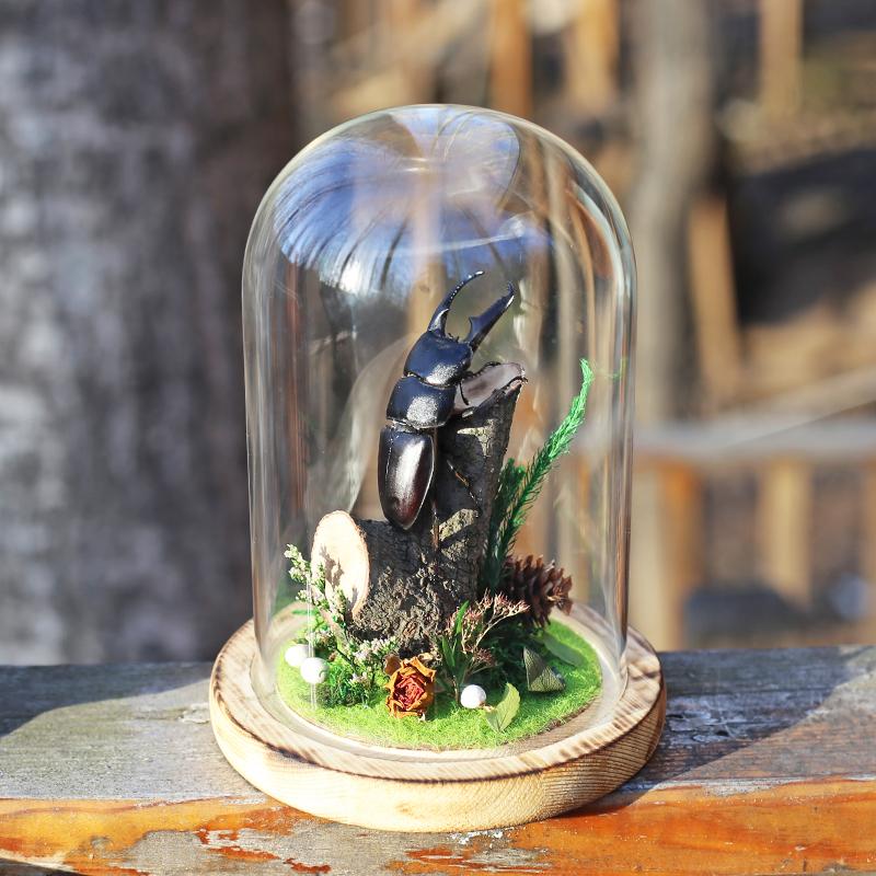 中华大扁锹生态微景观昆虫标本创意玻璃罩家居摆件收藏办公桌装饰