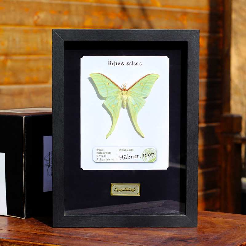 蝴蝶标本绿尾大蚕蛾手工艺品昆虫装饰画家居摆件挂墙相框收藏礼物,家居饰品,标本类装饰画,淘宝优惠券,粉丝福利购,淘宝优惠卷