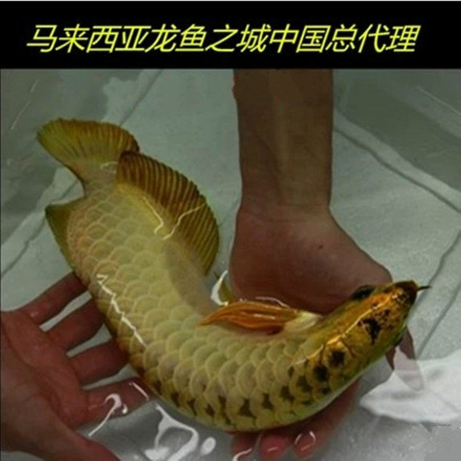 24k小金头纯种宝石蓝底b级过背3a级高背金龙鱼红龙鱼活体热带鱼