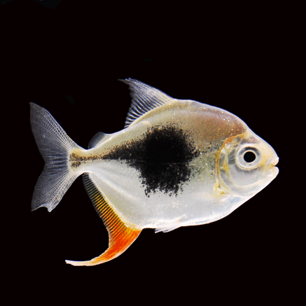 黑桃a银版鱼粗线银板鱼龙鱼缸搭配鱼鱼苗热带鱼观赏鱼活体鱼包邮