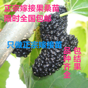 嫁接海宁无籽大十果桑苗 桑葚果苗树地栽盆栽黑桑果苗当年结果