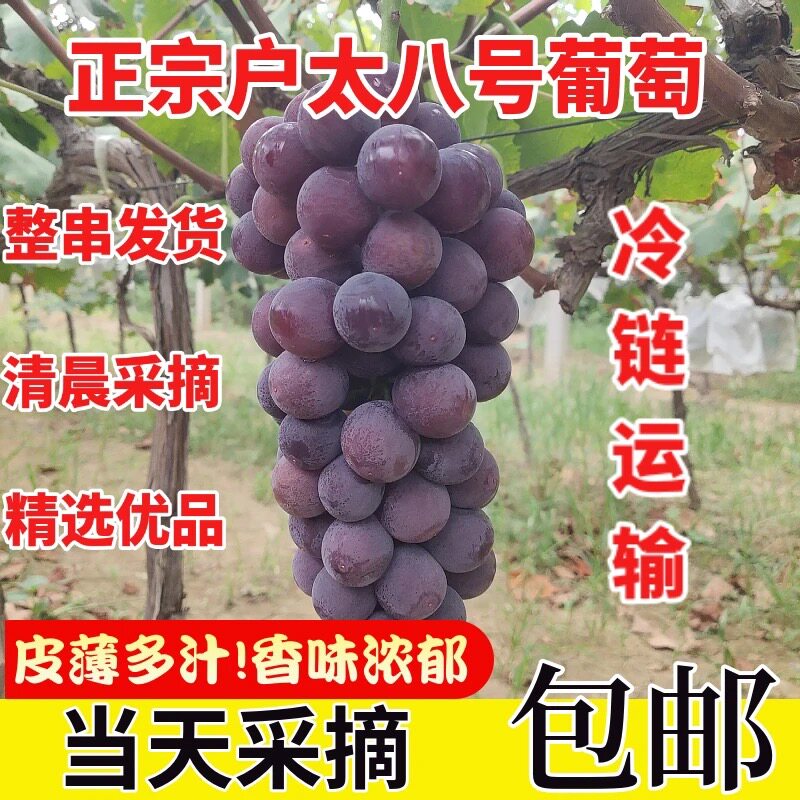 陕西户太八号葡萄现摘包邮