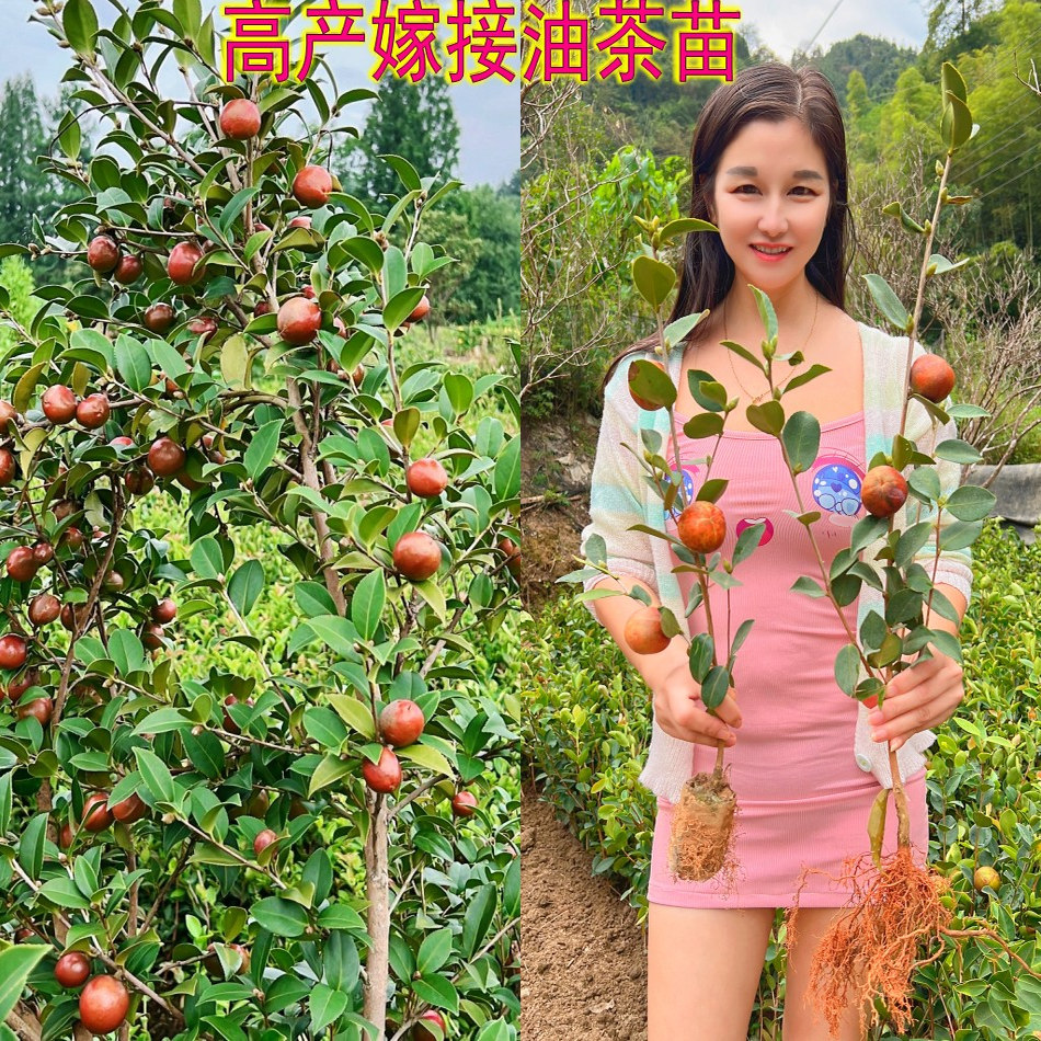 高产嫁接油茶苗矮化良种茶籽长林油茶树苗大果茶子树带土当年结果