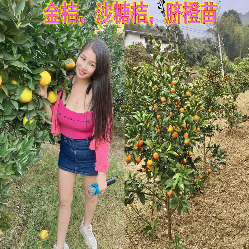 江西遂川嫁接金桔苗大苗当年结果脐橙沙糖桔树柚子盆栽地栽都可以