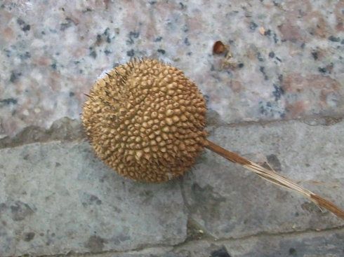 林木种子法国梧桐树种子泡桐树海桐种子青桐种子珙桐种子