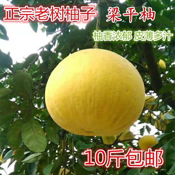 梁平柚子重庆特产正宗老树柚平顶柚蜜柚橙子四川农家现摘新鲜水果,水产肉类/新鲜蔬果/熟食,柚子,淘宝优惠券,粉丝福利购,淘宝优惠卷
