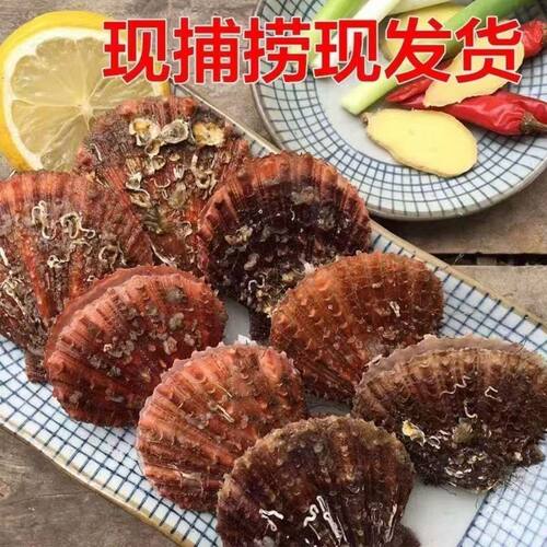 山东日照本地刺贝栉孔扇贝5斤装