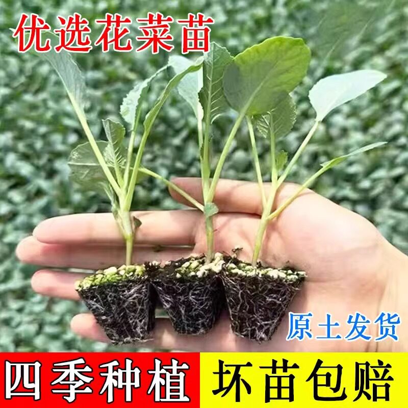 松花菜苗西兰花苗绿甘蓝包菜苗图片