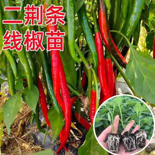 高产香辣二荆条线椒苗秧原土发货
