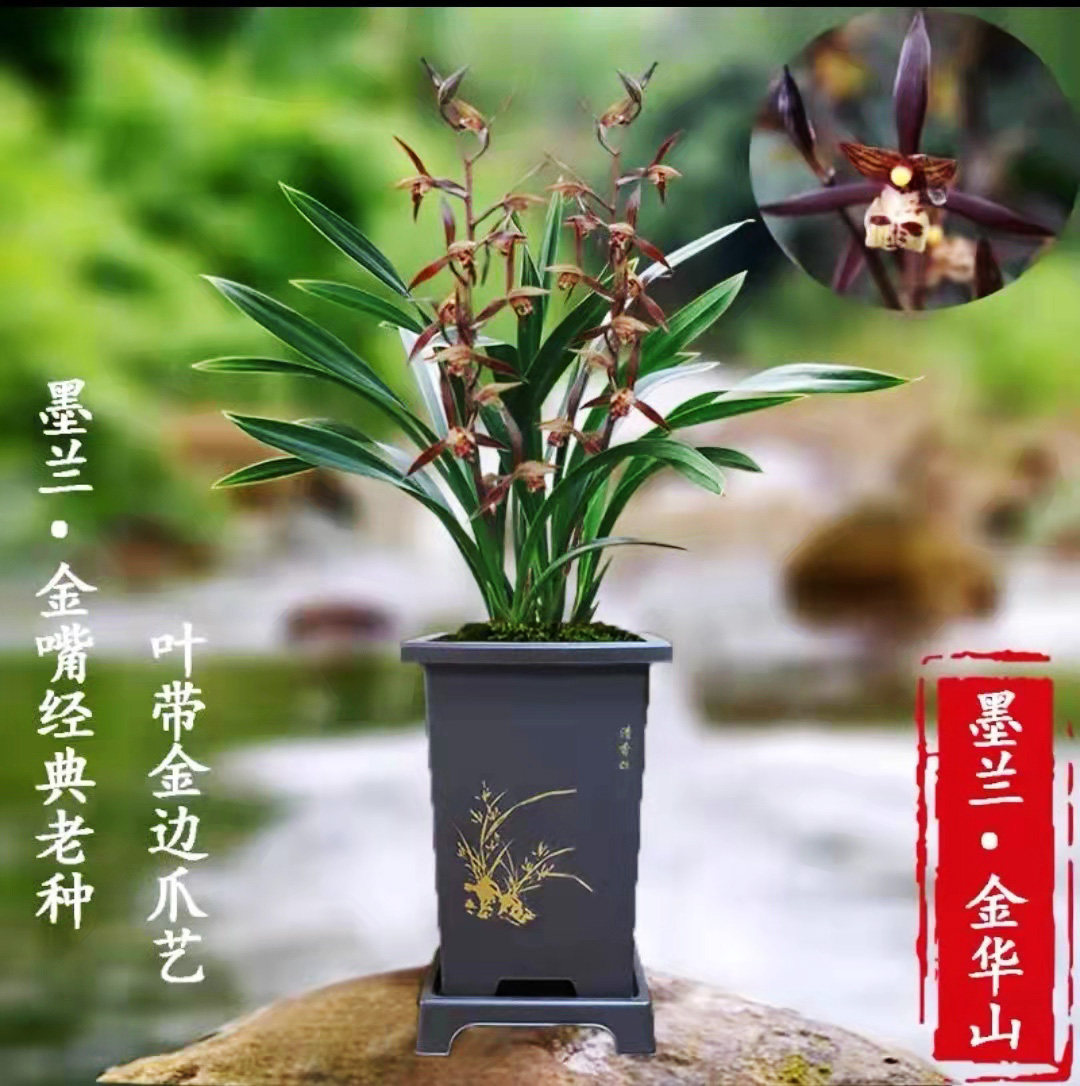 翁源兰花苗正品墨兰企黑金边室内红花除甲醛浓香好养室内植物盆