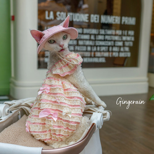 GINGERAIN 提拉米苏装裱裙德文猫斯芬克斯猫衣服飞飞袖吊带连衣裙