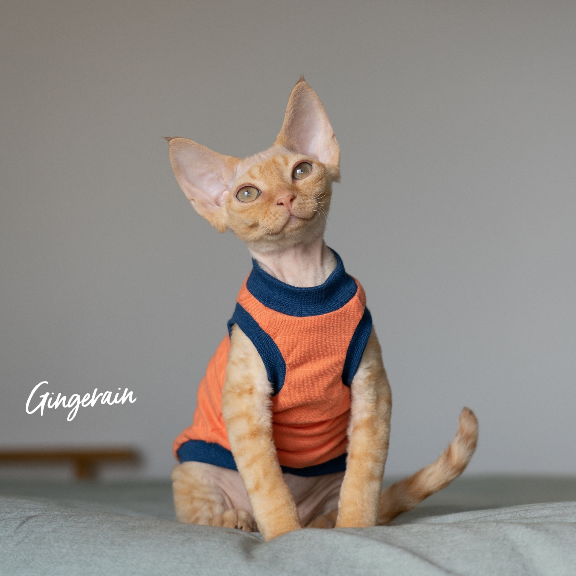 Gingerain德文猫衣服背心天竺棉