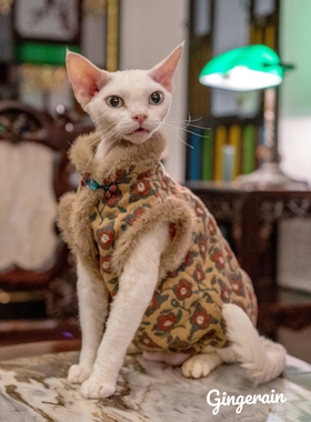 GINGERAIN 民国风旗袍猫咪德文猫加绒毛毛领马甲棉袄无毛猫