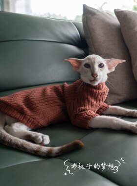 阿比希尼亚细节高弹力东方短毛猫