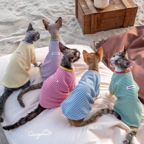 GINGERAIN 95%棉德文猫无毛猫衣服条纹撞色彩条纯棉小T恤卫衣