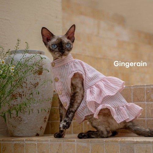 GINGERAIN 法式荷叶衬衫裙德文猫衣服无毛猫飘逸初恋温柔粉裙子